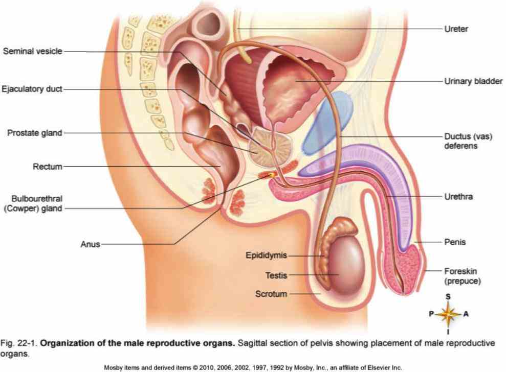 reproductive system functions to produce offspring with male providing sperm and female ovum de Anatomy Of Human Reproductive System