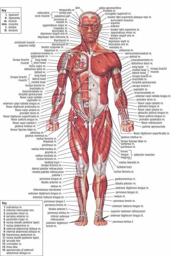 resources posterior Anatomy Of The Human Muscles skeletal muscles repinned by sos inc resources free diagrams human body anatomy