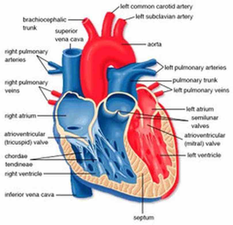 search from millions of royalty free images photos vectors thousands anatomy heart glowing with internal organs · #  view