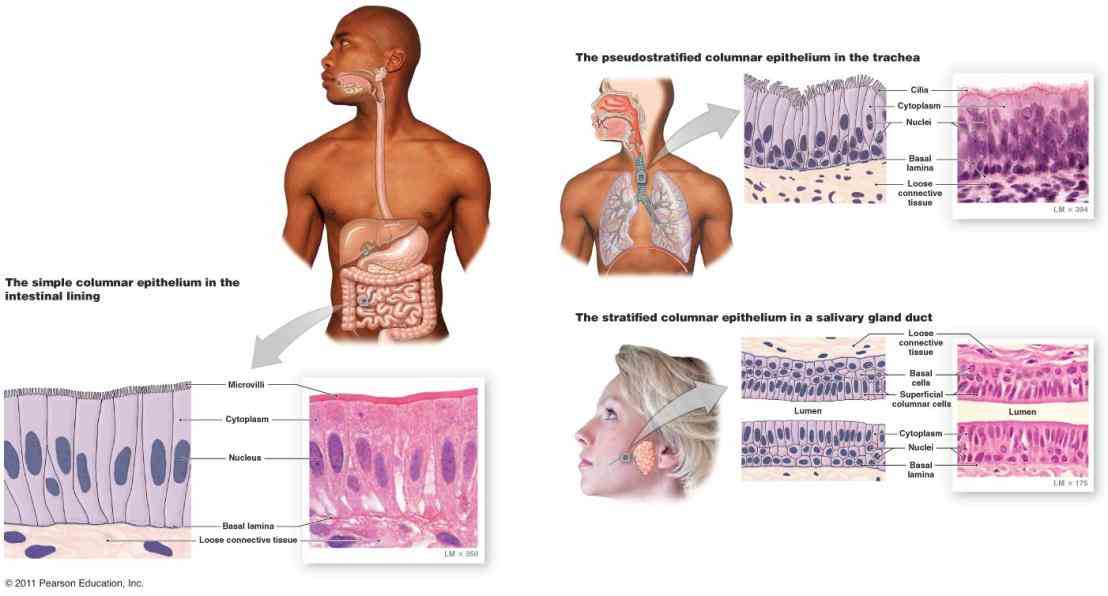serves to moisten and protect airways also functions as barrier potential pathogens foreign particles preventing infection tissue injury by