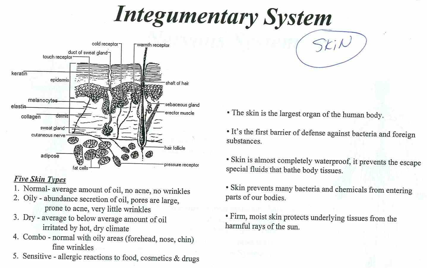 shaft the Integumentary System Functions And Structure skin and accessory structures perform a variety of essential functions such as