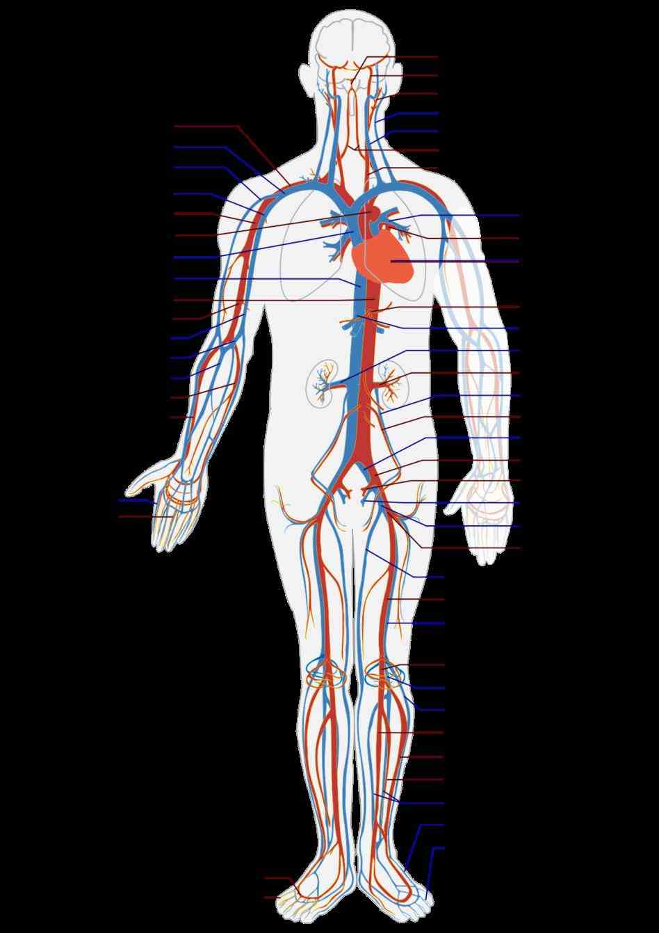 shows blood Labeled Vessels Of The Body vessels are directly labeled by cardiac perfusion using a specially the main