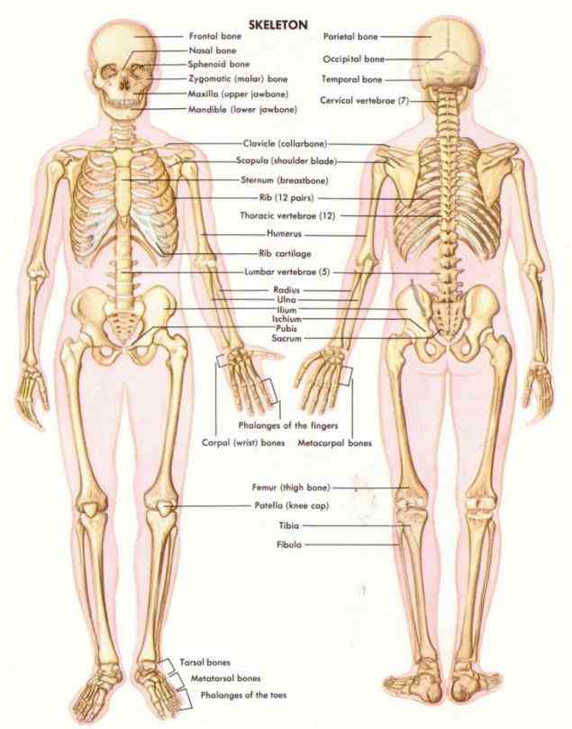 Anatomy Of Bones In Human Skeleton Pictures Wallpapers