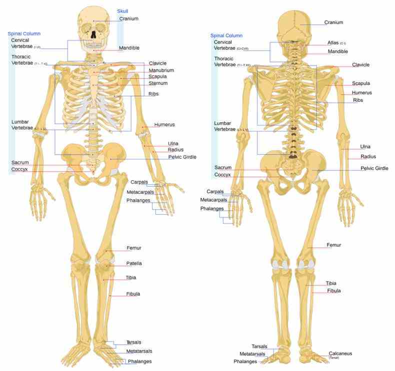 Anatomy Of Bones In Human Skeleton Pictures Wallpapers