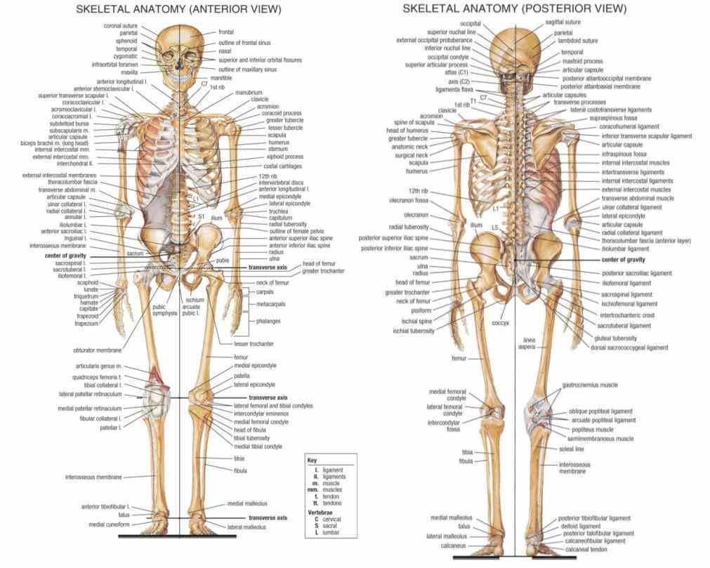 Anatomy The Skeletal System Pictures Wallpapers