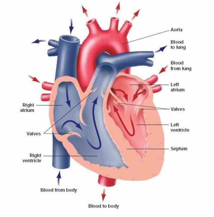 something is wrong with our then it can affect other parts body interactive Pictures Of The Heart With Labels
