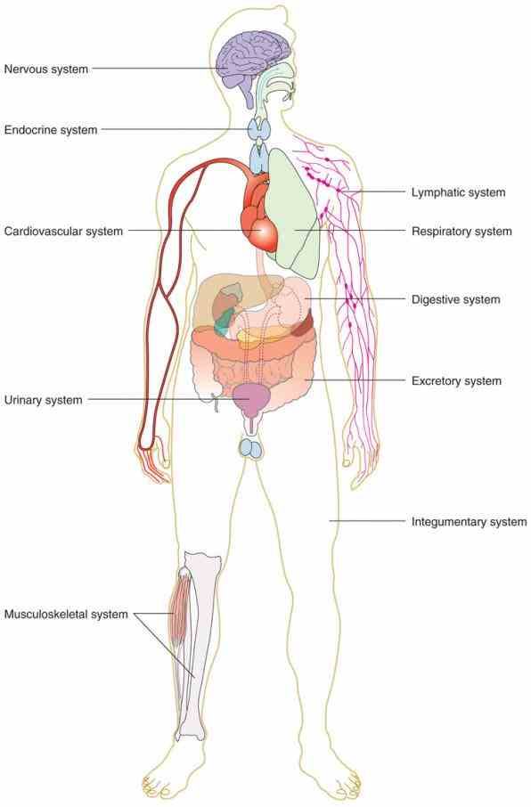 stock photos that you wont anywhere else start Pictures Of The Human Body Organ Systems studying body organ systems