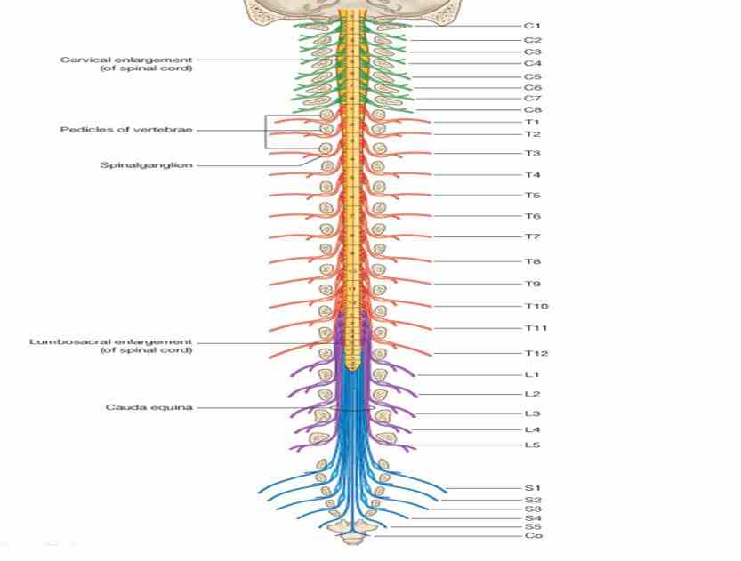 strong Anatomy Of The Spine And Nerves muscles and bones flexible tendons ligaments sensitive nerves contribute to a