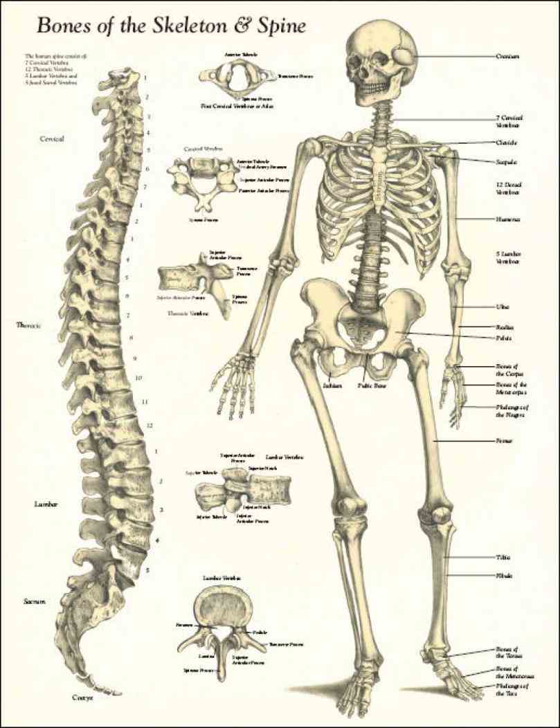 structure the skeletal system is there are bones some say in human body de Anatomy Of Bones In Human
