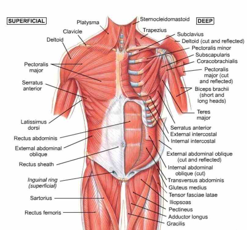 study tools de Muscles Of The Pectoral Girdle mar the pectoral region is located on anterior chest wall it