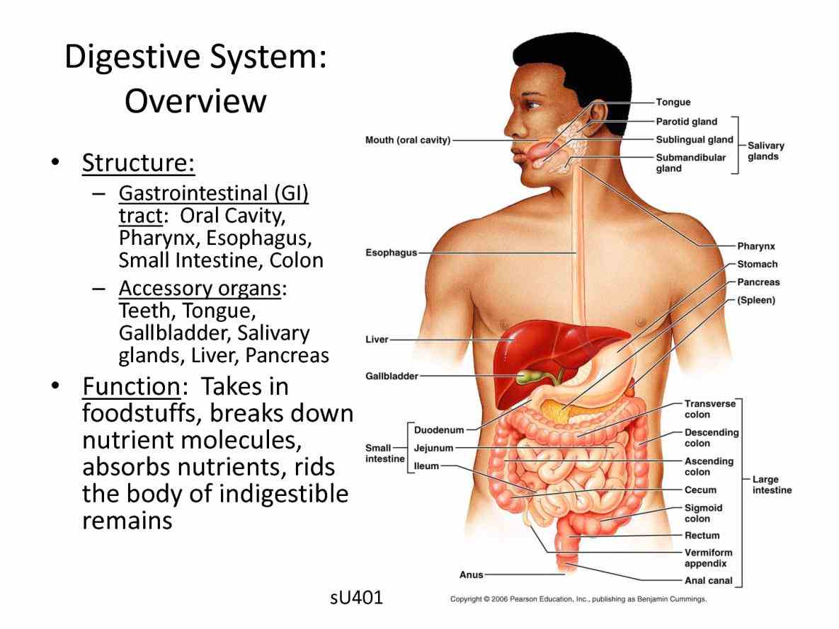 system consists primarily of tract or series glands contributing juices include salivary gastric sides mouth are continuous with lips
