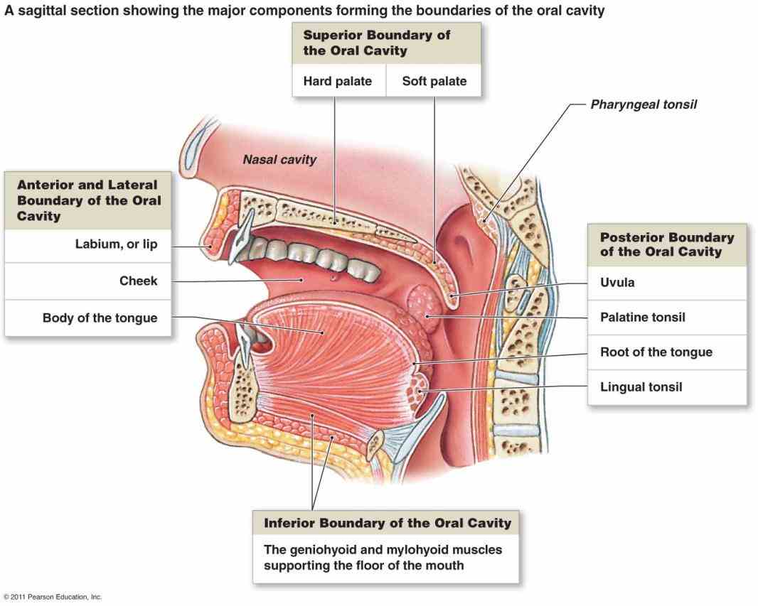 system from cleveland clinic including information on function of its organs and more bile liver secreted into small intestine