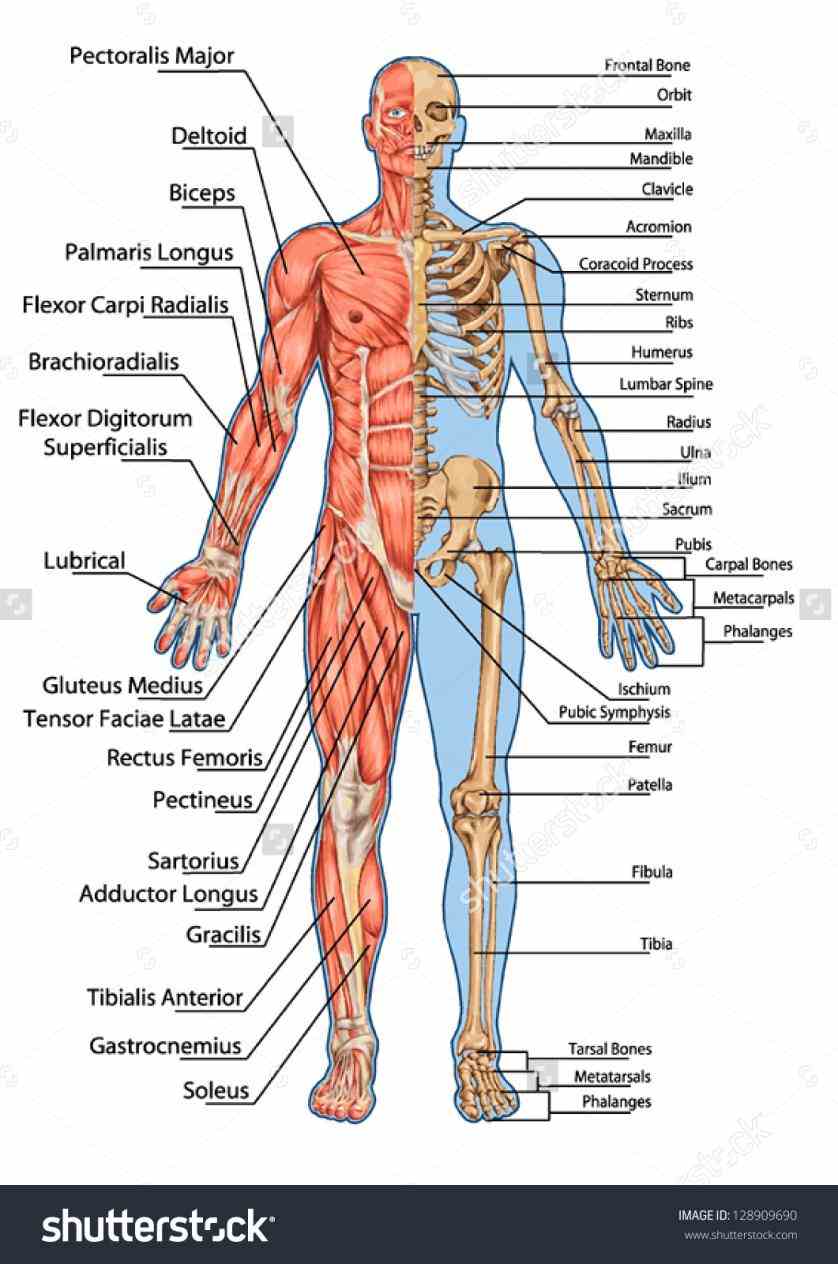system is an organ that gives humans ability to move using their muscular and skeletal systems britannica anatomy muscularpng