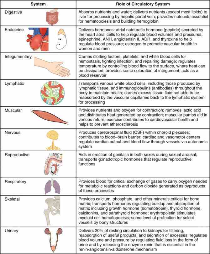 system learn vocabulary terms and more with flashcards games other study tools the Major Components Of The Cardiovascular System