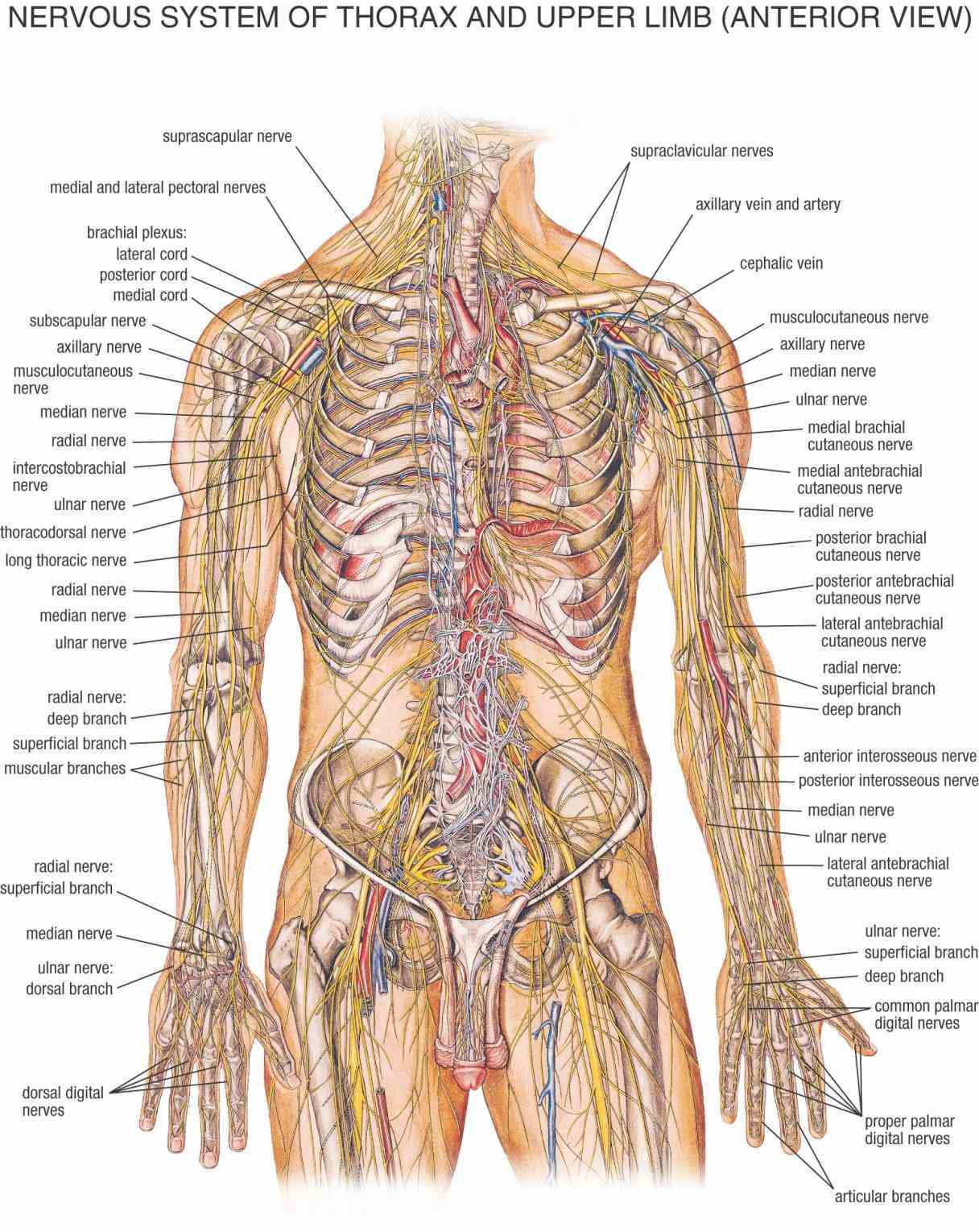 system part i neurons function parts the de Anatomy The Nervous System mar the central nervous system or cns