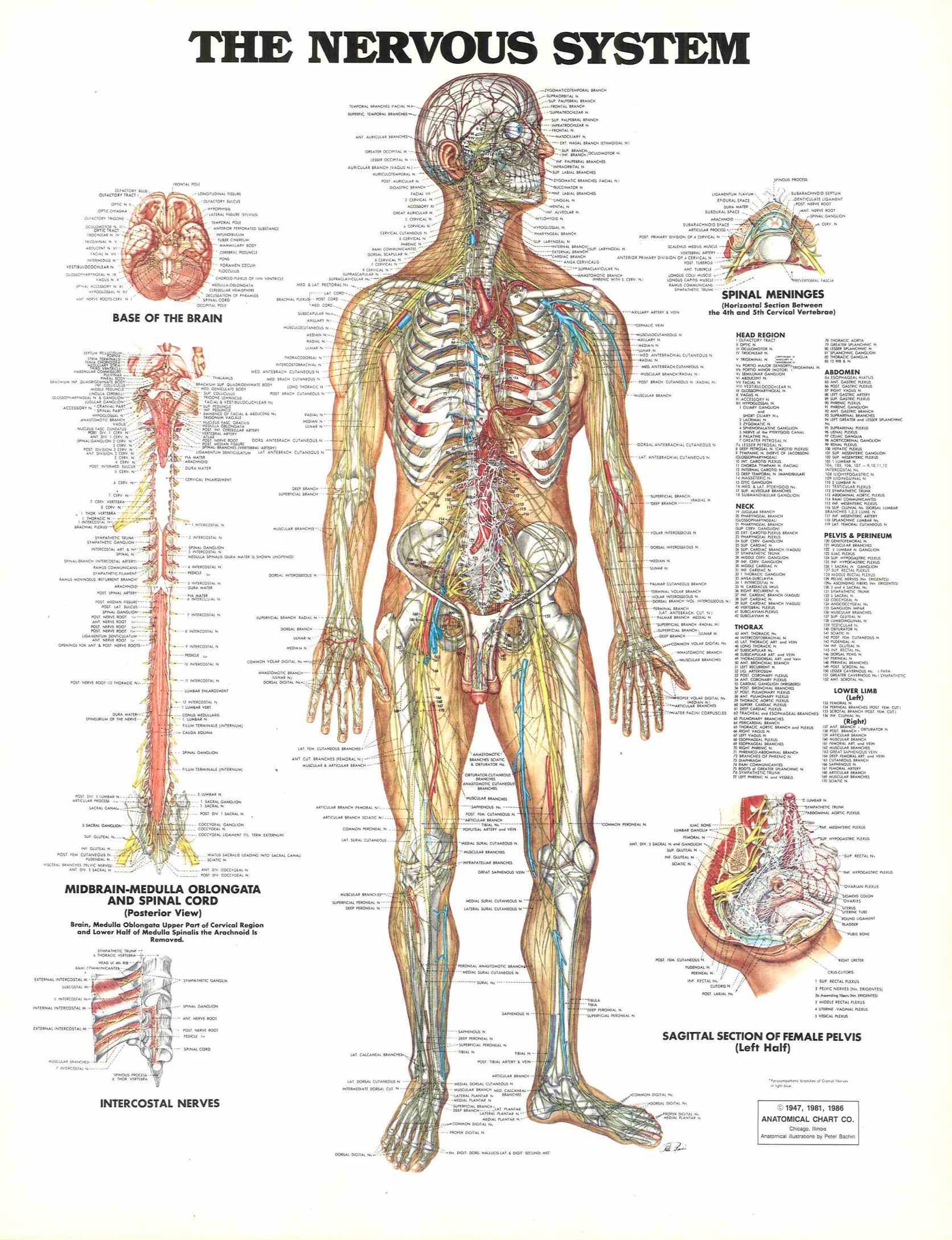 system – interact with diagrams and descriptions of anatomy body everything from brain to nerve endings all nerves that