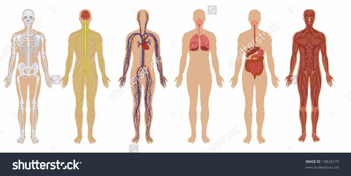 systems you can buy on shutterstock explore quality art & more see Images Of Human Body Systems a rich