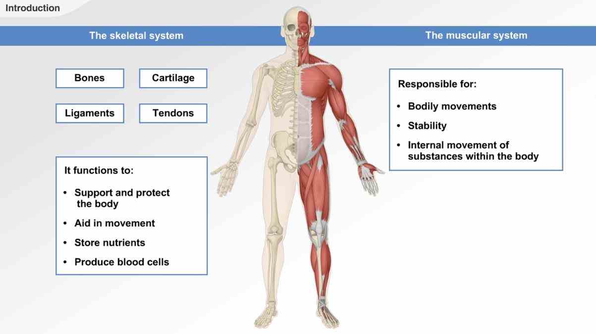 textbook provides form support stability and  the Muscular Skeletal System muscular system is responsible for movement of human body