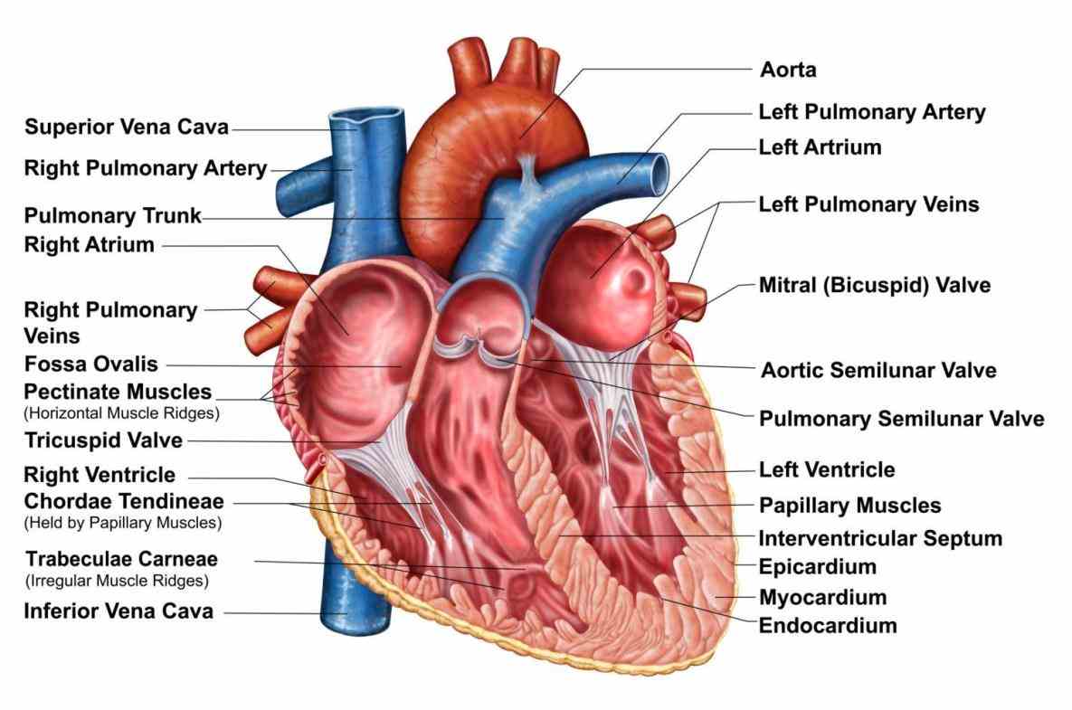 textbook wall is comprised three outer epicardium middle  because Anatomy The Three Layers Of The Heart the heart points