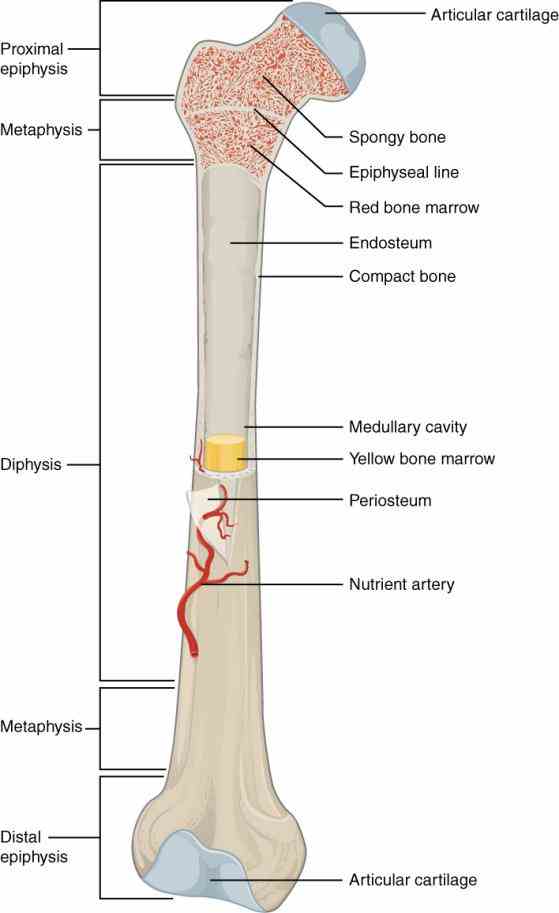 the Anatomy Of A Typical Long Bone long bones are those that longer than they wide one of