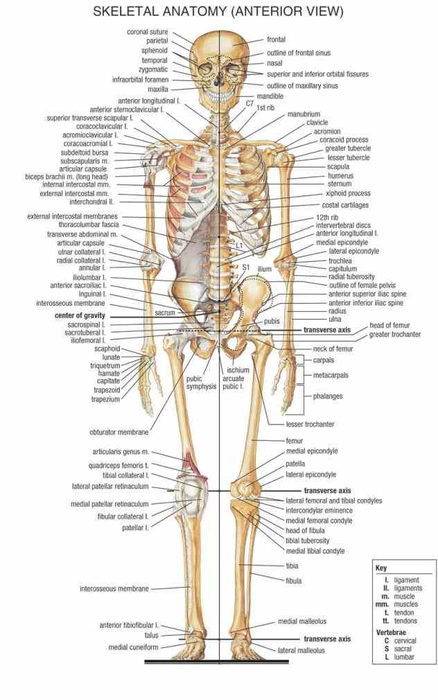 the Anatomy Of All Bones In The Human Body skeletal system includes all of bones and joints in