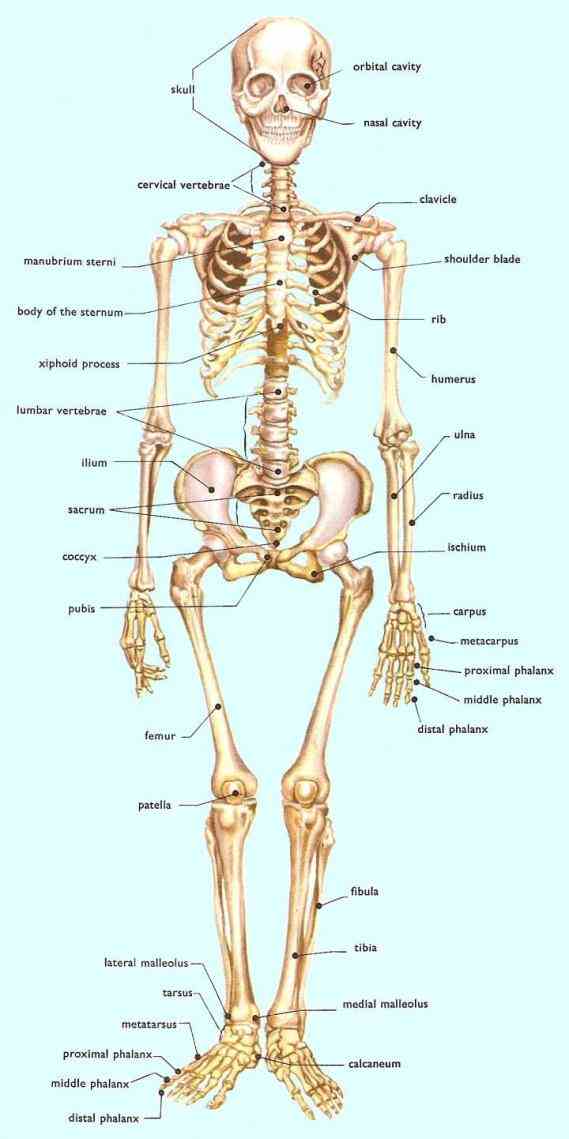 the Anatomy Of Bones In Human Skeleton skeletal system – extensive anatomy images and detailed descriptions allow you