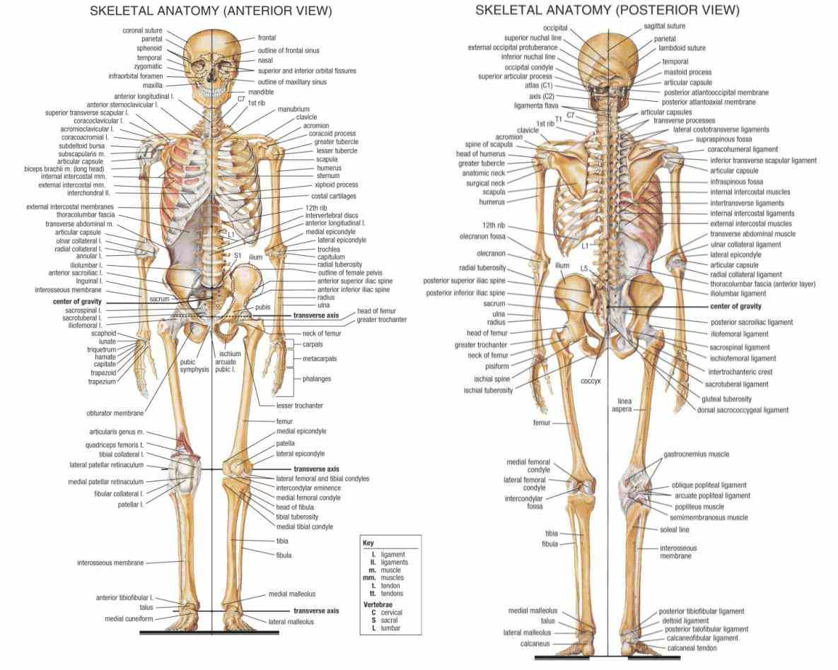 the Anatomy Of Bones In Skeleton skeletal system – extensive anatomy images and detailed descriptions allow you to