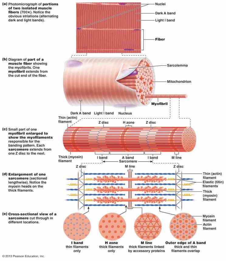 the Anatomy Of Skeletal Muscles smallest contractile unit of skeletal muscle is fiber or myofiber which a long