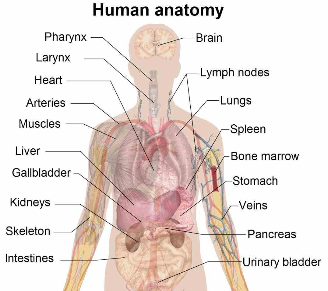the Anatomy Of The Body Liver liver processes this blood and breaks down balances creates nutrients for body