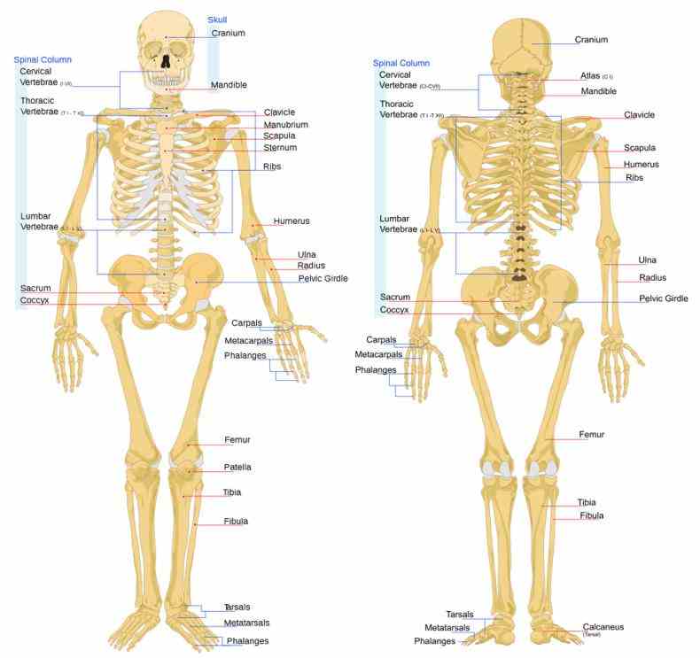 the Anatomy Of The Bones In The Body skeletal system includes all of bones and joints in body