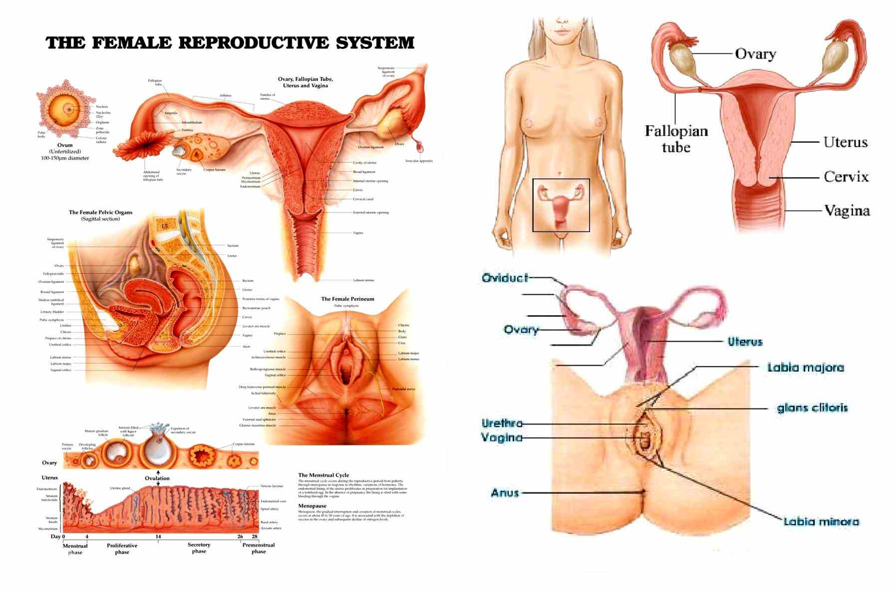 the Anatomy Of Women Reproductive System female reproductive system allows for nurturing of a fertilized egg so that it
