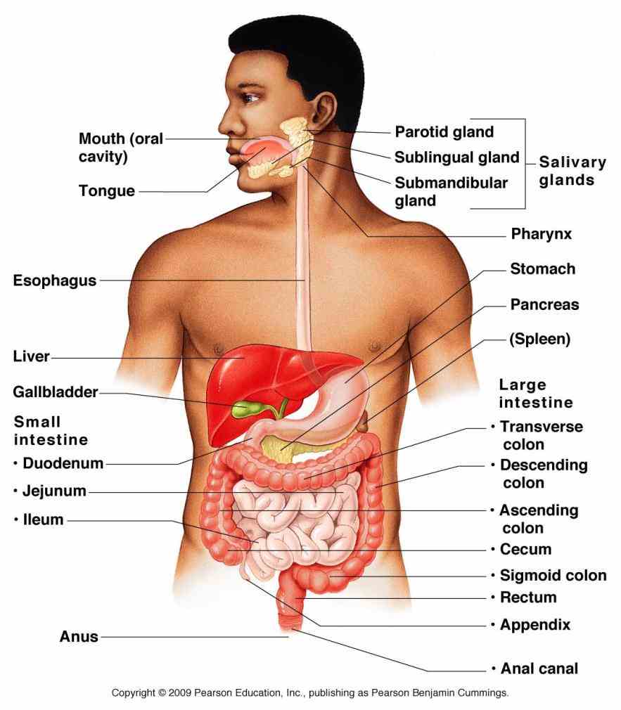 the Anatomy The Organs In The Digestive System human digestive system – interactive anatomy images teach you all