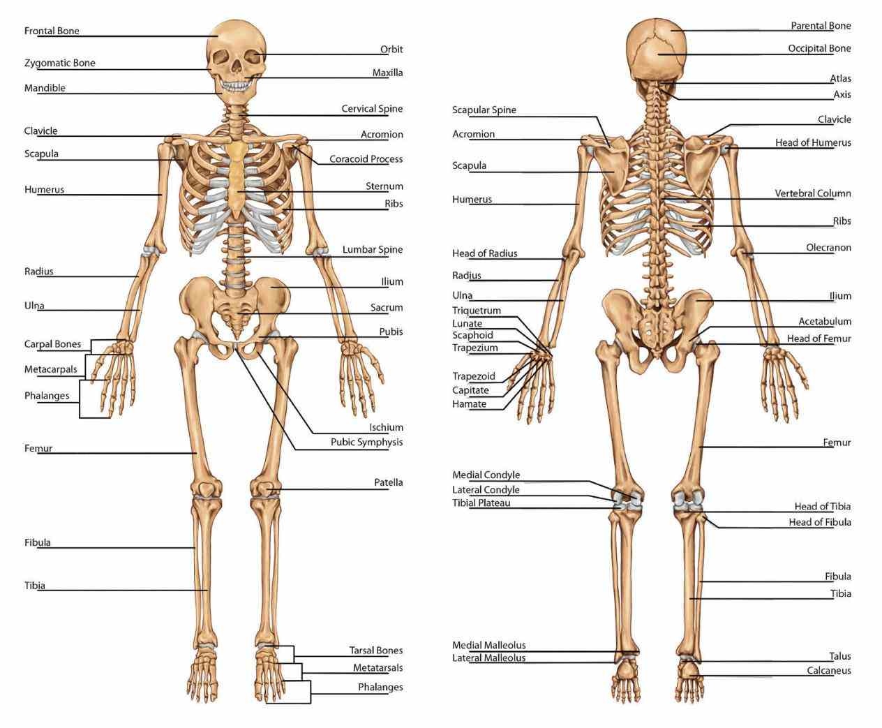 the Anatomy The Skeletal System skeletal system – extensive anatomy images and detailed descriptions allow in an adult