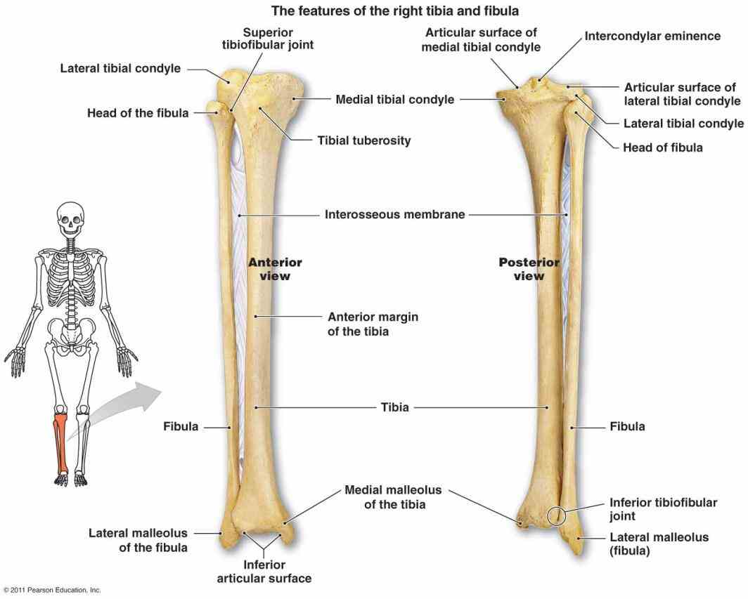 Anatomy Femur Patella Tibia Fibula Foot Bones And Bone Markings My Anatomy Femur Patella Tibia Fibula Foot Bones And Bone Markings My