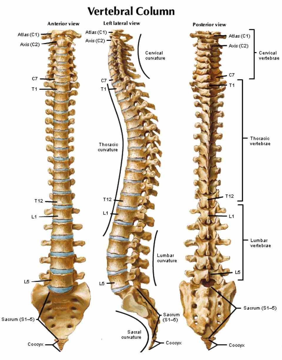 the C Spine cervical spine neck is a wellengineered strong structure that delicately houses spinal cord and flexibly