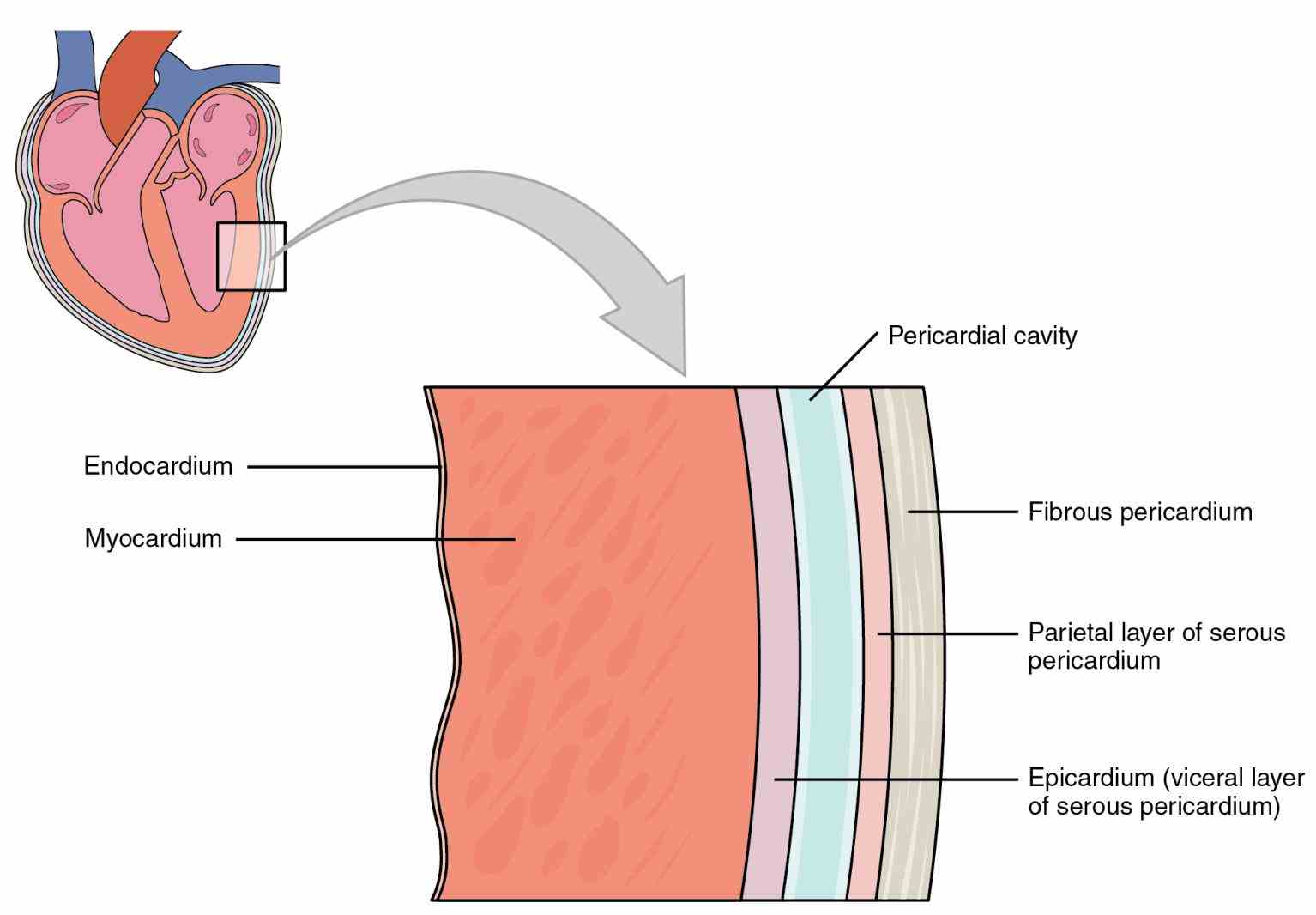 the External Layer Of The Heart Anatomy pericardial sac is a folded fibrous connective tissue layer that encompasses