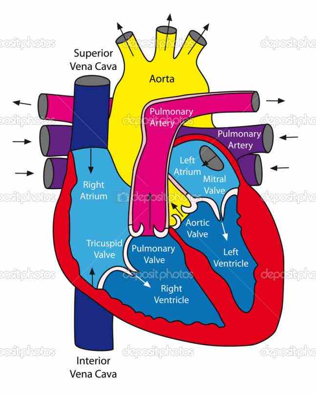 the Images Of The Human Heart Anatomy heart is a muscular organ about size of closed fist that functions