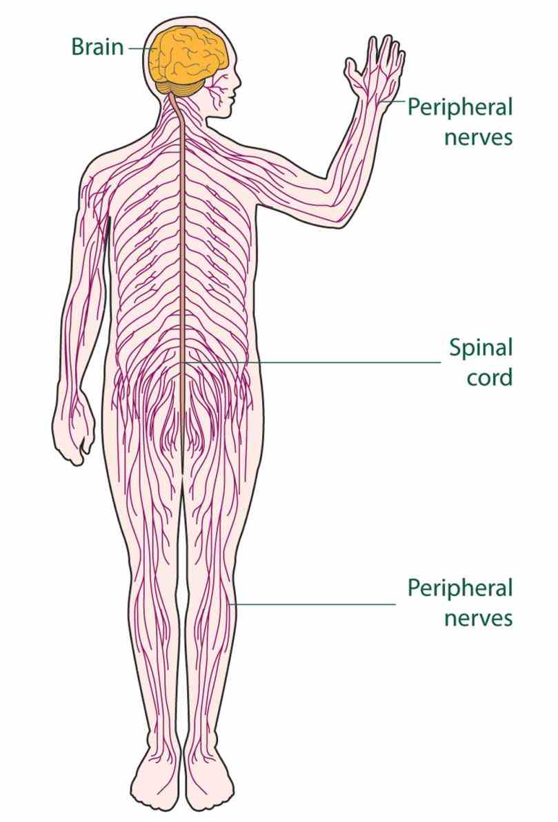 the Major Organ Of The Nervous System nervous system consists of brain spinal cord sensory organs and all