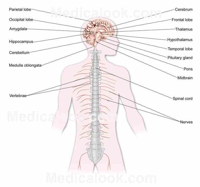 the Major Organ Of The Nervous System nervous system has two major parts central cns and peripheral pns is