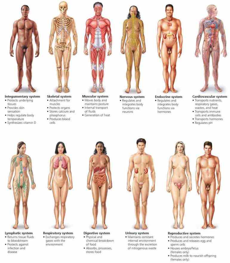 the Major System Of The Human Body Diagram main systems of human body are cardiovascular circulatory system circulates