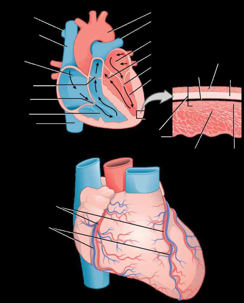 the Muscles Of The Heart Are Called myocardium is muscle tissue of heart composed cardiac cells called cardiomyocytes that