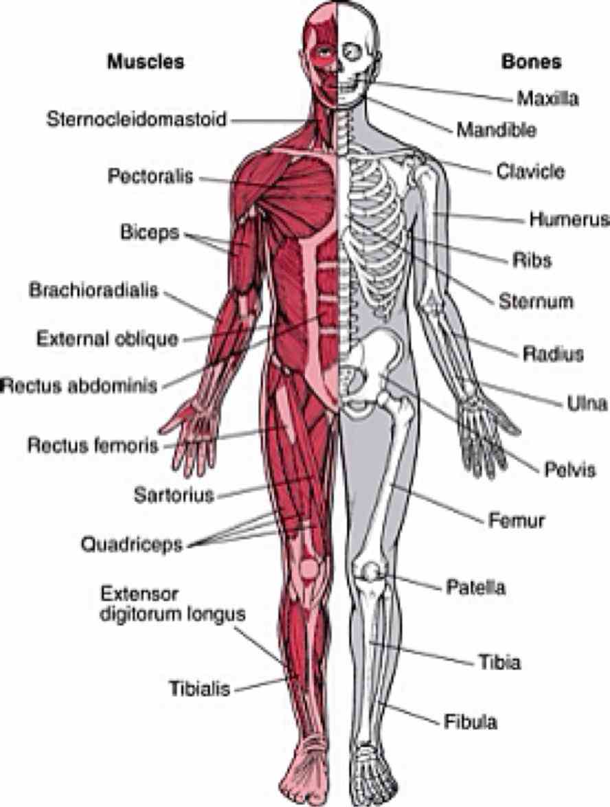 the Musculoskeletal System Structure skeletal system includes bones of skeleton and cartilages ligaments other connective tissue that stabilize