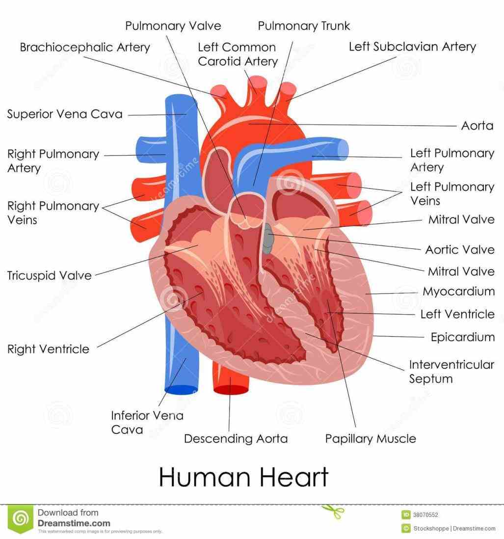 the and information on conditions tests treatments human Images Of The Human Heart Anatomy heart pictures image photo gallery
