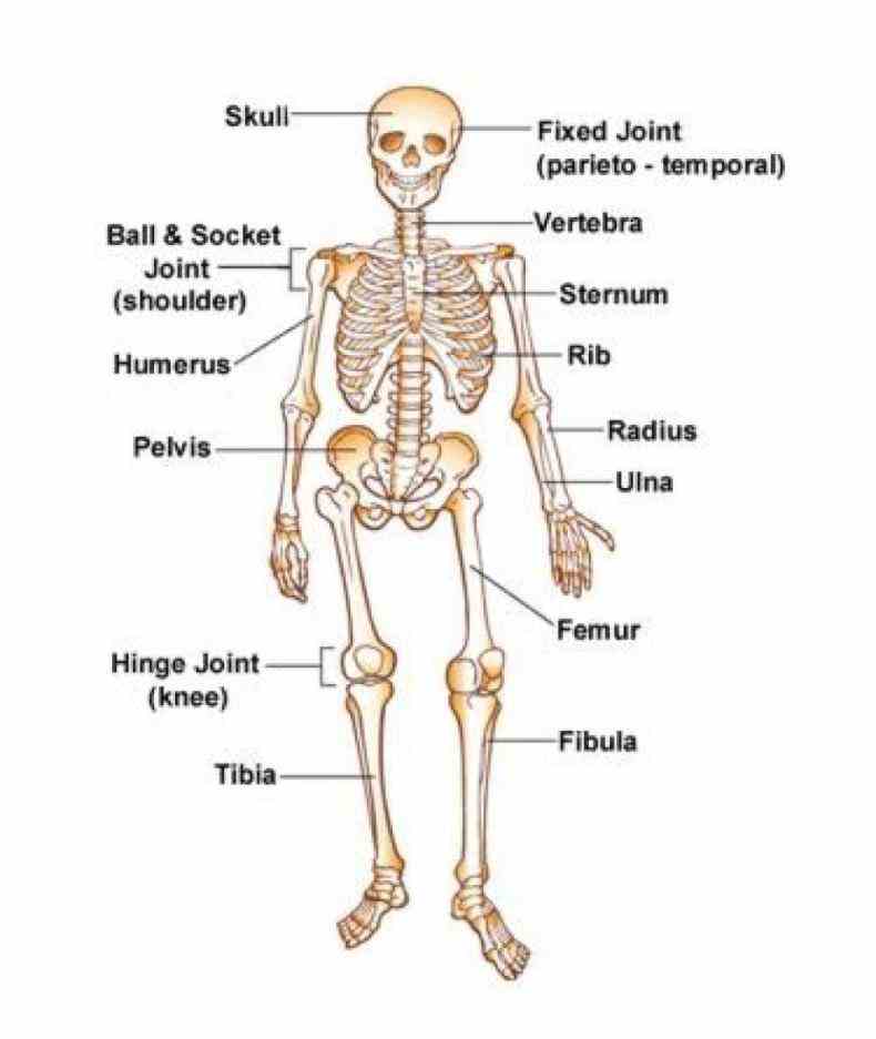 the consists of bones we are actually born with more about but many fuse together as a child  anatomical