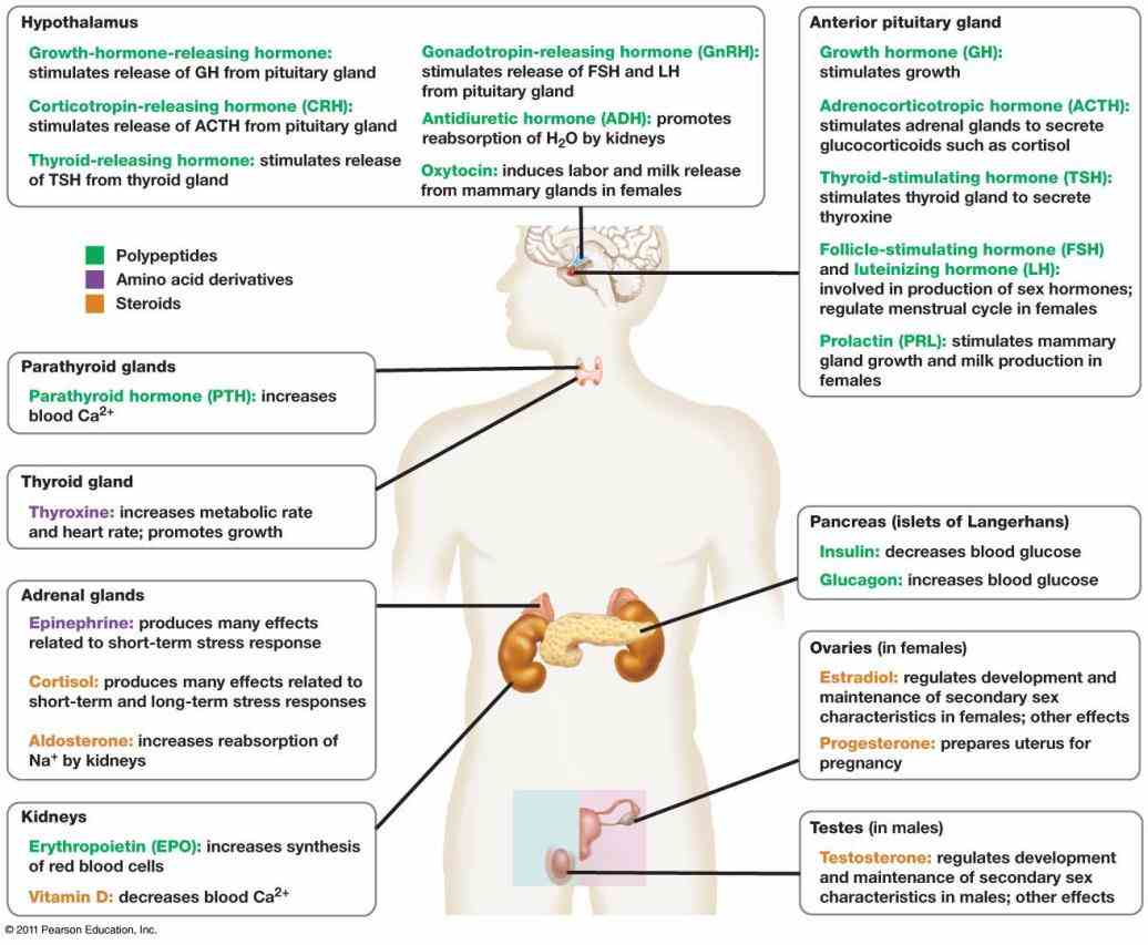 the endocrine system is collection of glands that produce hormones regulate metabolism growth and development tissue function  differentiate Endocrine