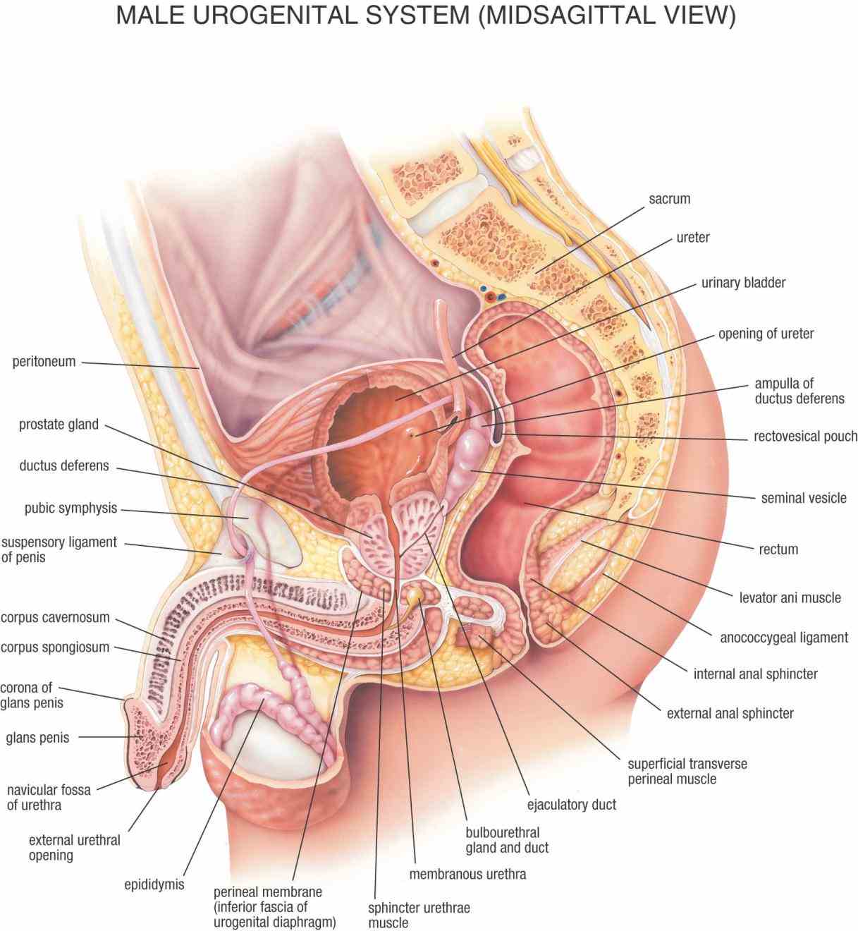 the female reproductive system is a complicated but fascinating subject it has capability to function intimately with nearly every