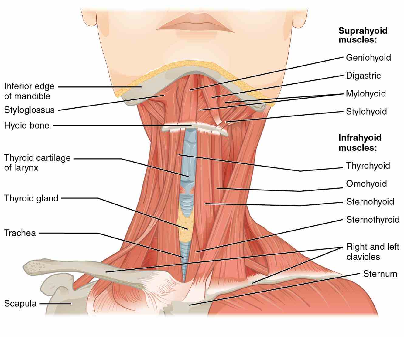 the first two illustrations concern cranial nerves at their olfactory nerve [i] anatomy labeled Labeled Illustration Head And Neck