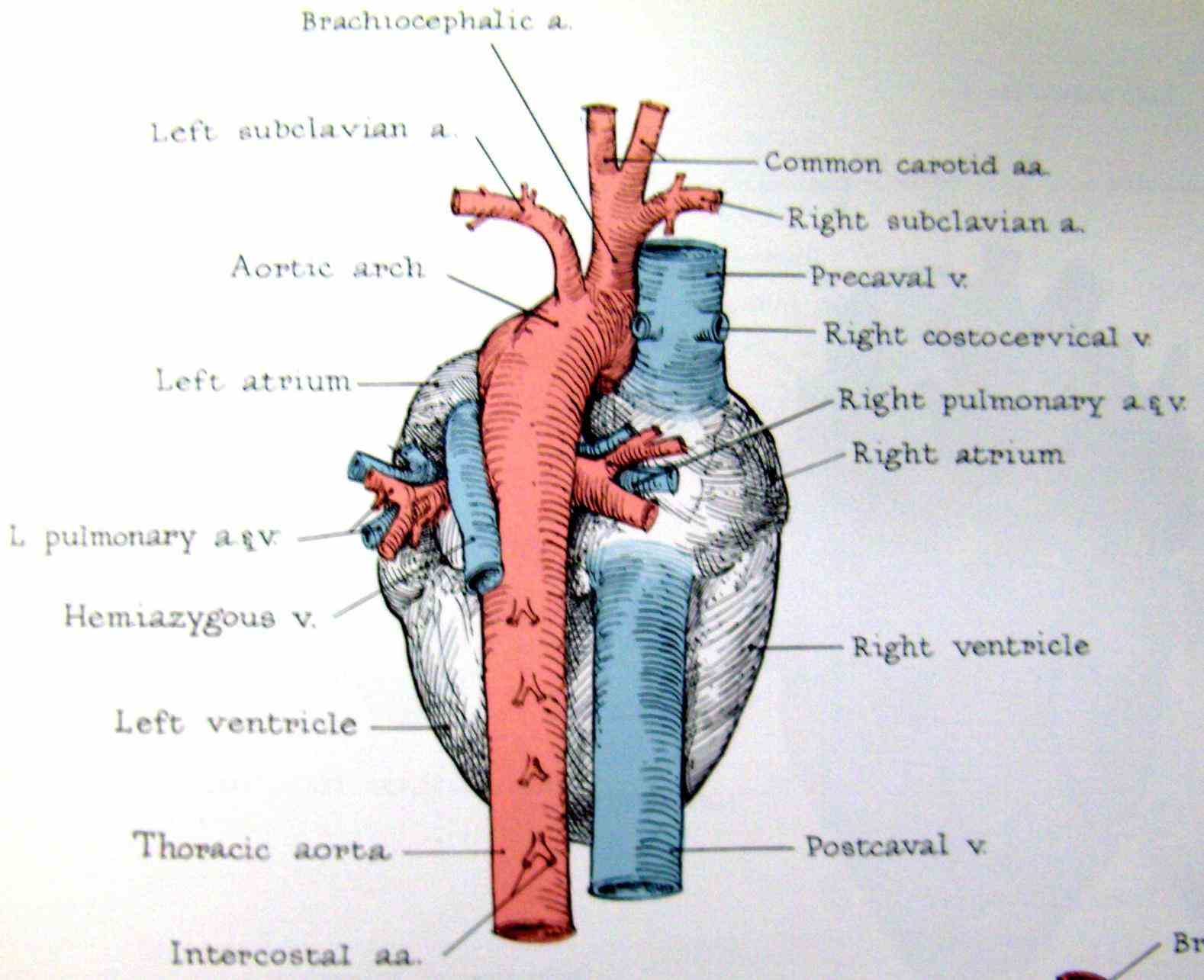 the great vessels of heart provide passage blood to and from arteries veins there are four in all corresponding