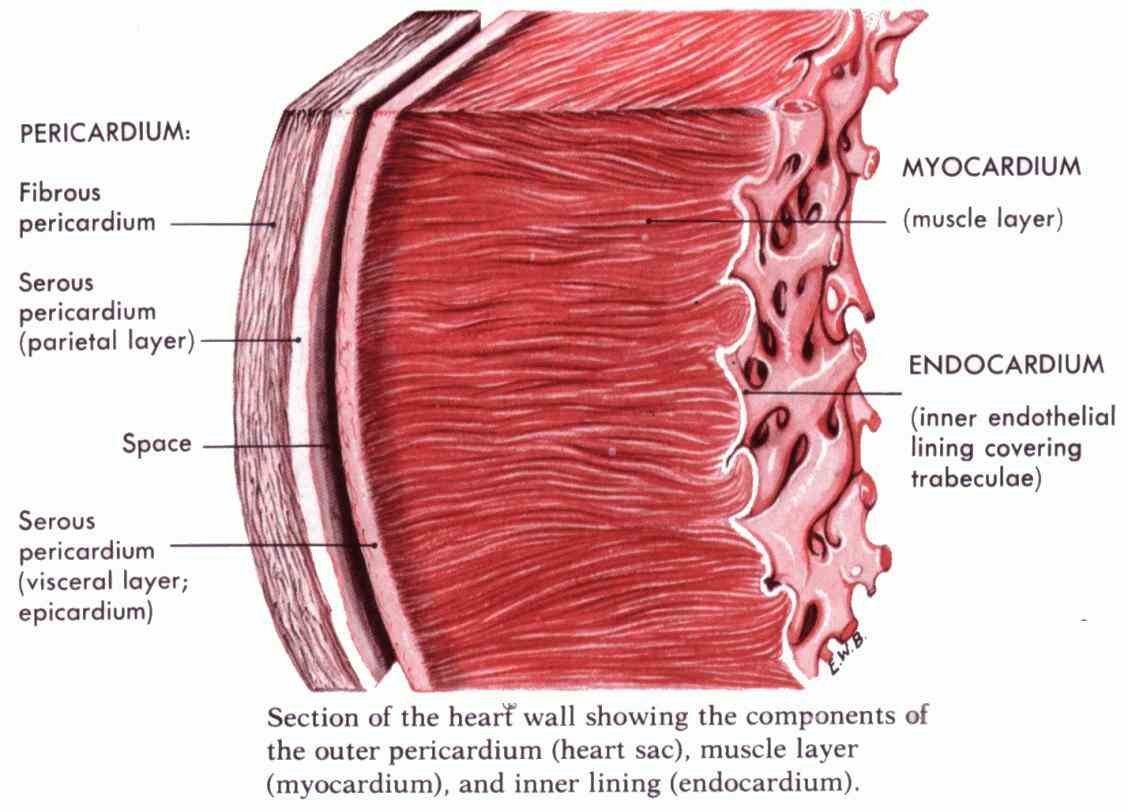 the heart protective sac enclosing outer layer lines internal surface of fibrous pericardium the Double Layered Membrane Around The