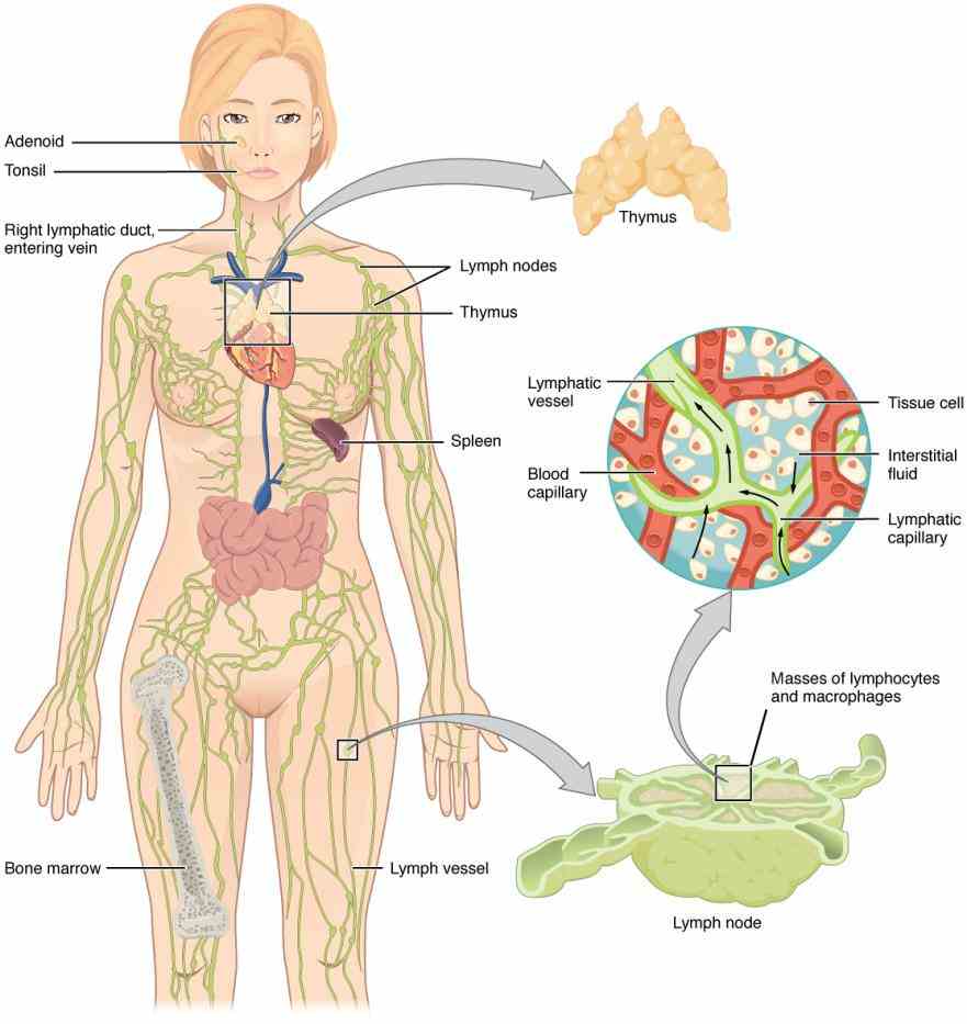 the thymus gland is main organ of lymphatic system its primary function to promote development specific cells immune  de